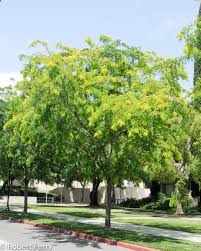 Honey locust Sunburst #7