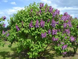 Common Purple Lilac