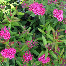 Anthony waterer Spirea