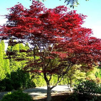 Maple Emperor I Japanese