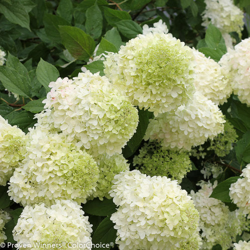 Limelight Hydrangea