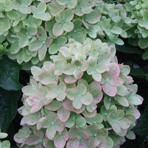 little Limelight Hydrangea