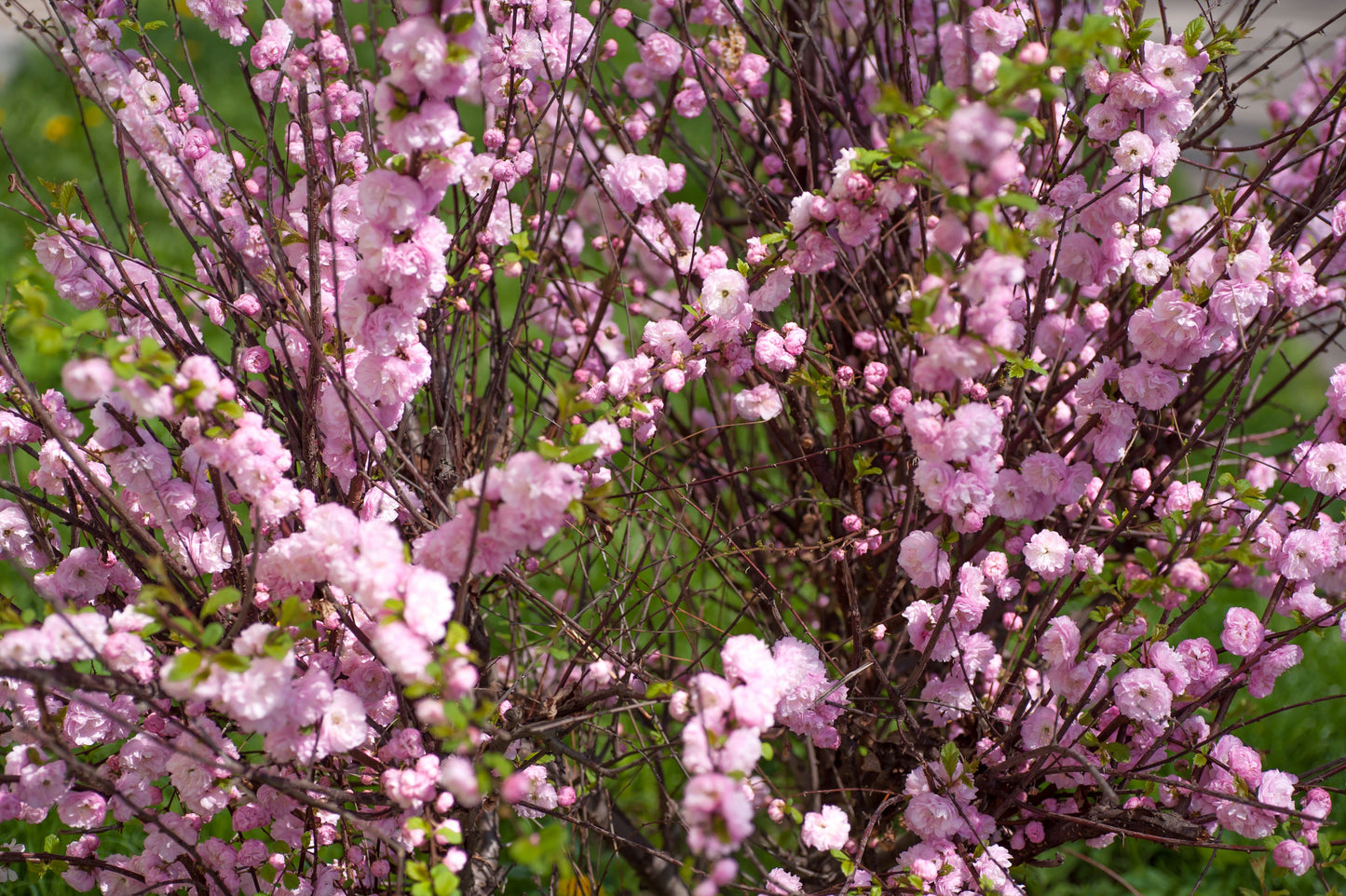 Russian Almond