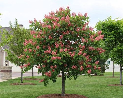 Fort McNair Horse Chestnut