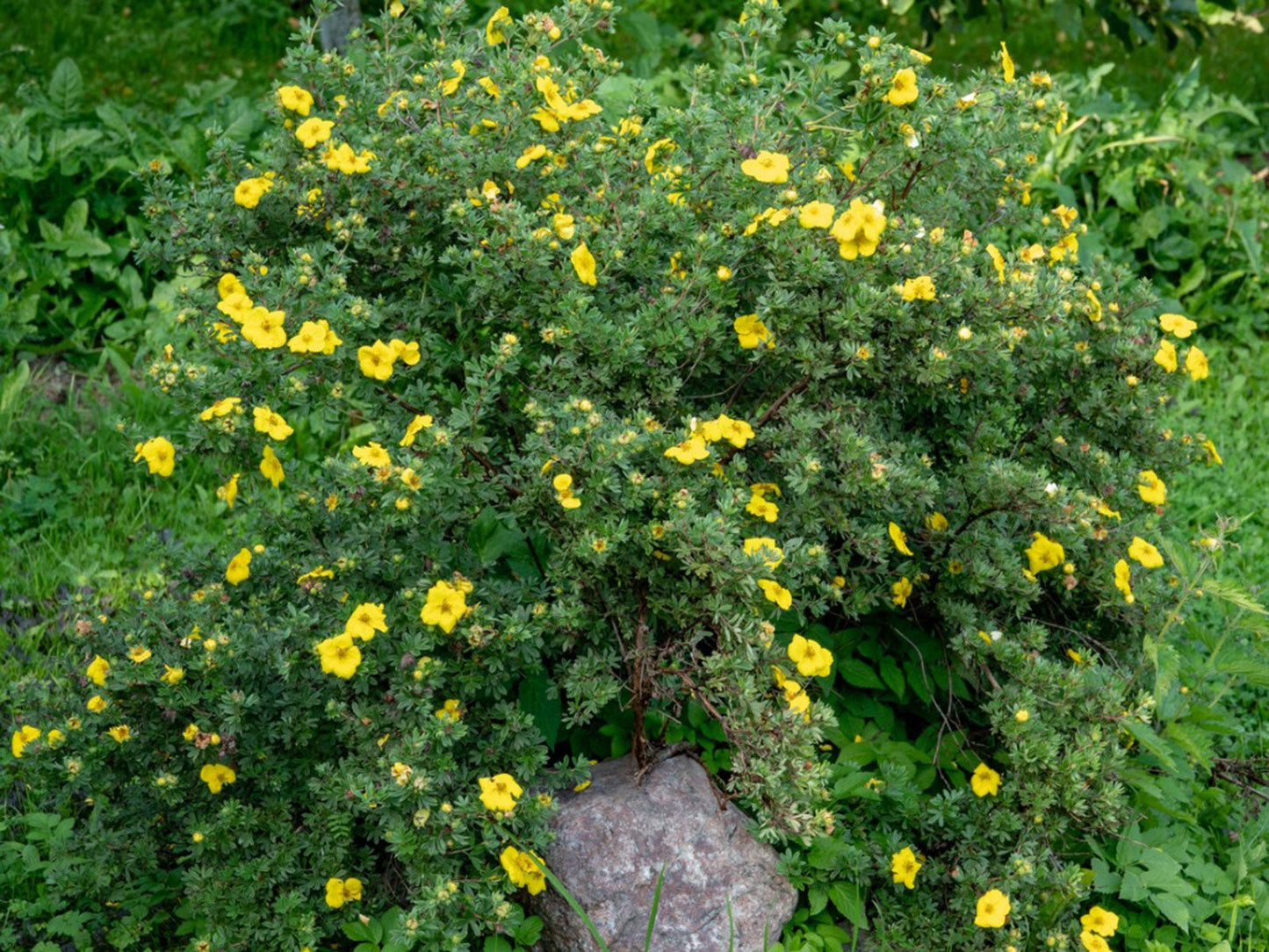 Gold Drop Potentilla