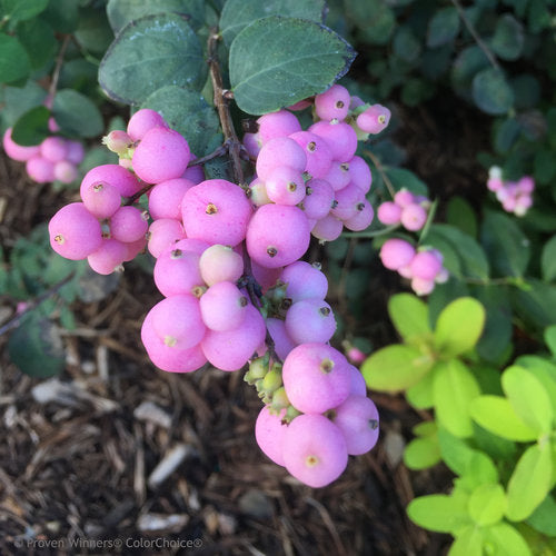 Proud Berry