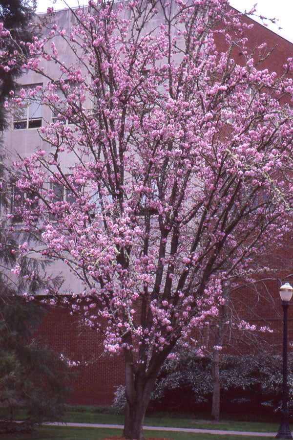 Ranch Columnar Sargent Cherry