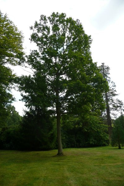 English oak