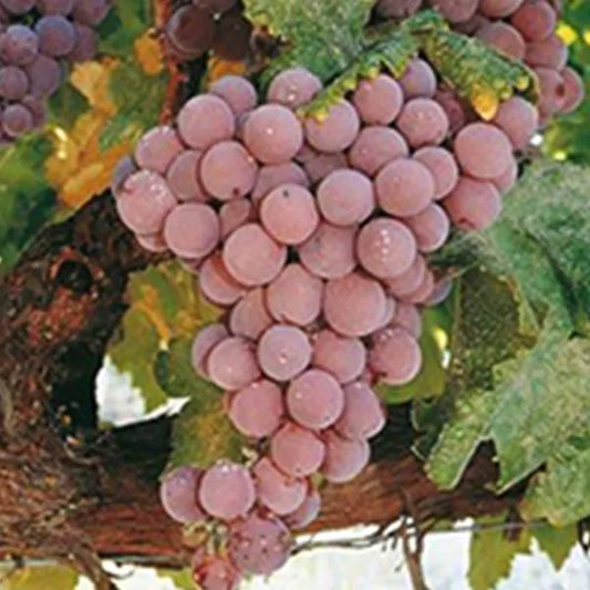 Reliance Grape