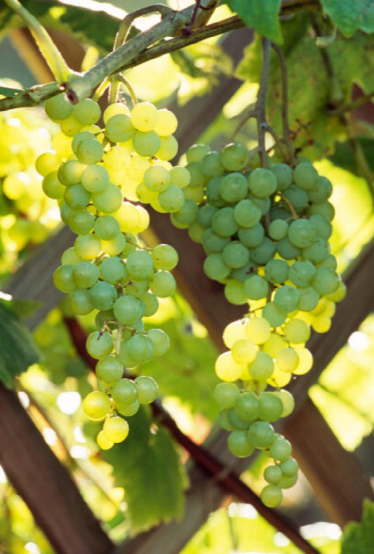 Himrod Grape