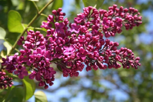 Charles Joly lilac