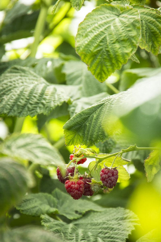 Canby Red Raspberry