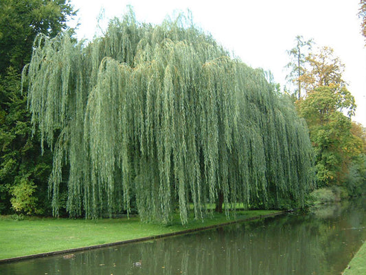 Willow golden weeping