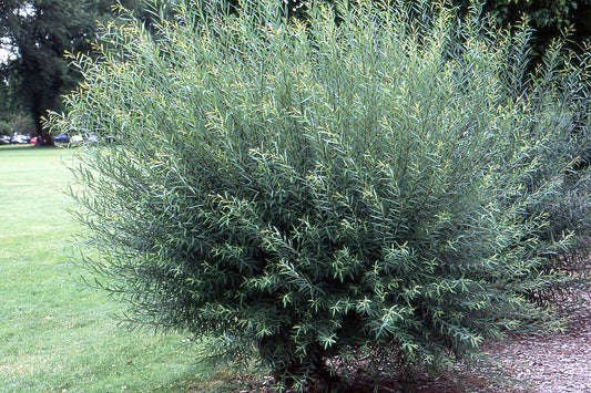 Blue Arctic Willow