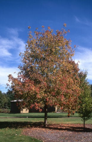 Sensation Box Elder