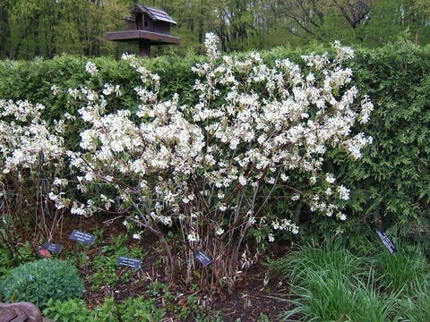 Regent Serviceberry