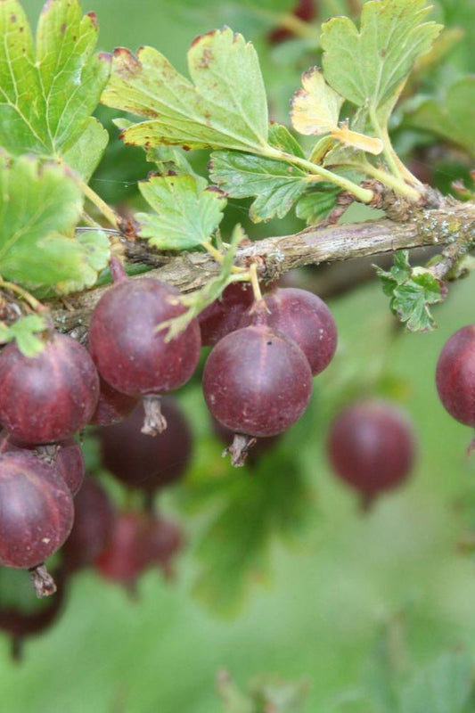 Jeanne Gooseberry
