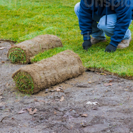 Sod Installation