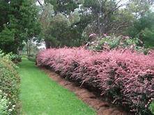 Rose Glow Japanese Barberry