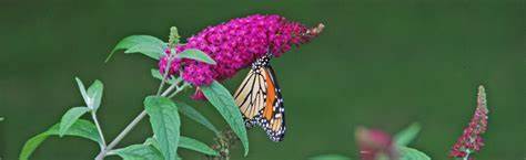 Royal Red Butterfly Bush