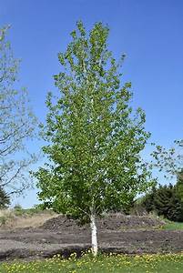 Quaking aspen