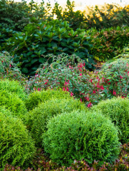 Little  Giant Arborvitae