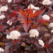 Ginger Wine Ninebark