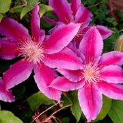 Clematis 'Dr. Ruppel'
