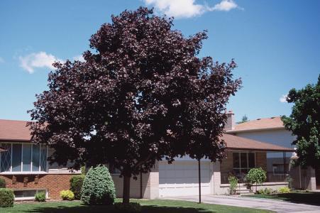 Crimson sunset maple