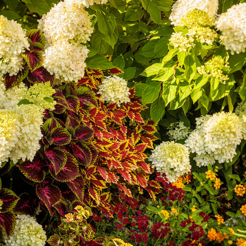 Little Lime Hydrangea