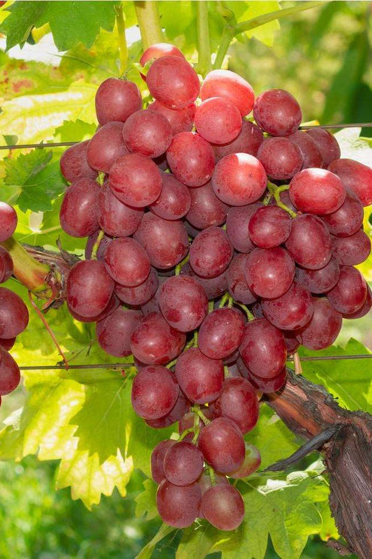 Venessa grape