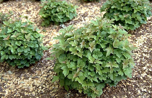 Dwarf Cranberry Bush