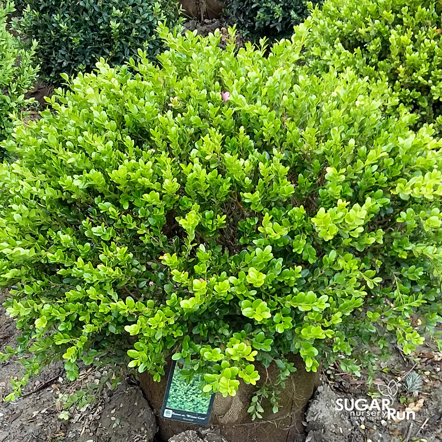 Winter Gem Boxwood