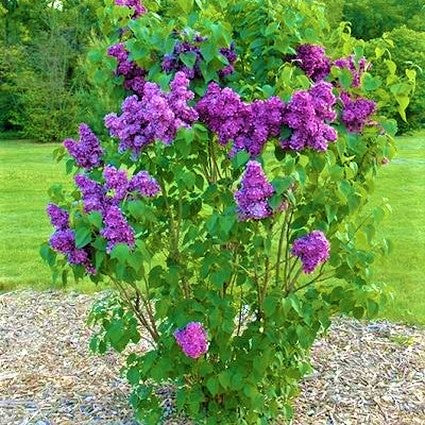 Yankee Doodle Lilac